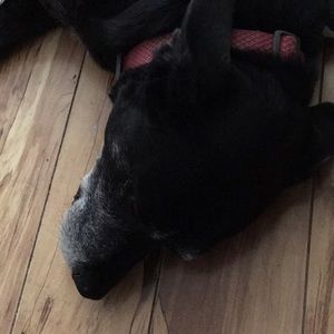 Meet your Posher, Stacy